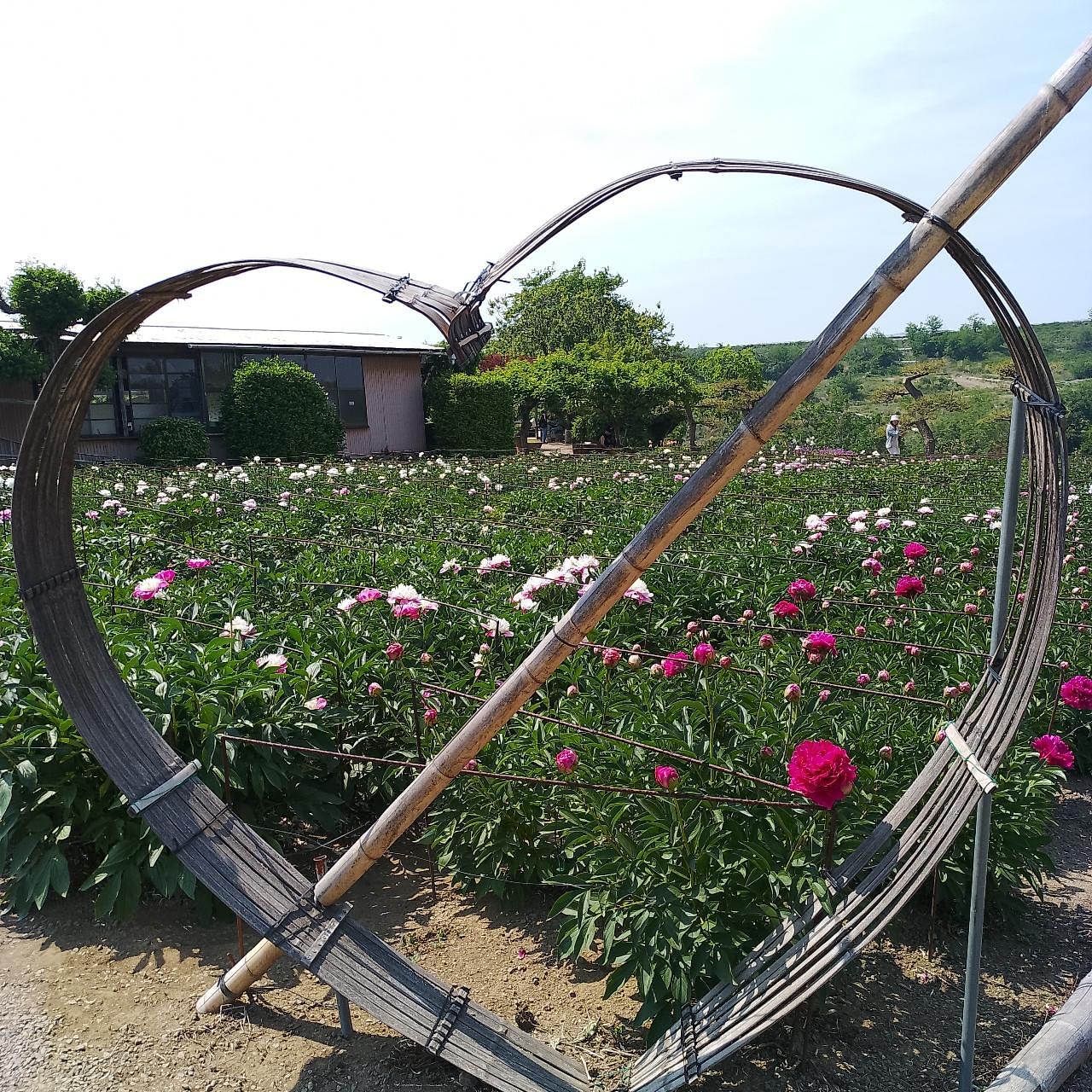 のんびりんこさんが投稿した富岡しゃくやく園に関する口コミの画像