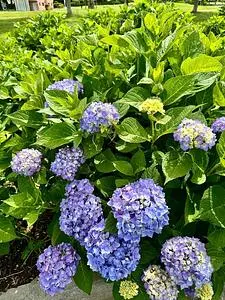 朝陽の小径 2枚目