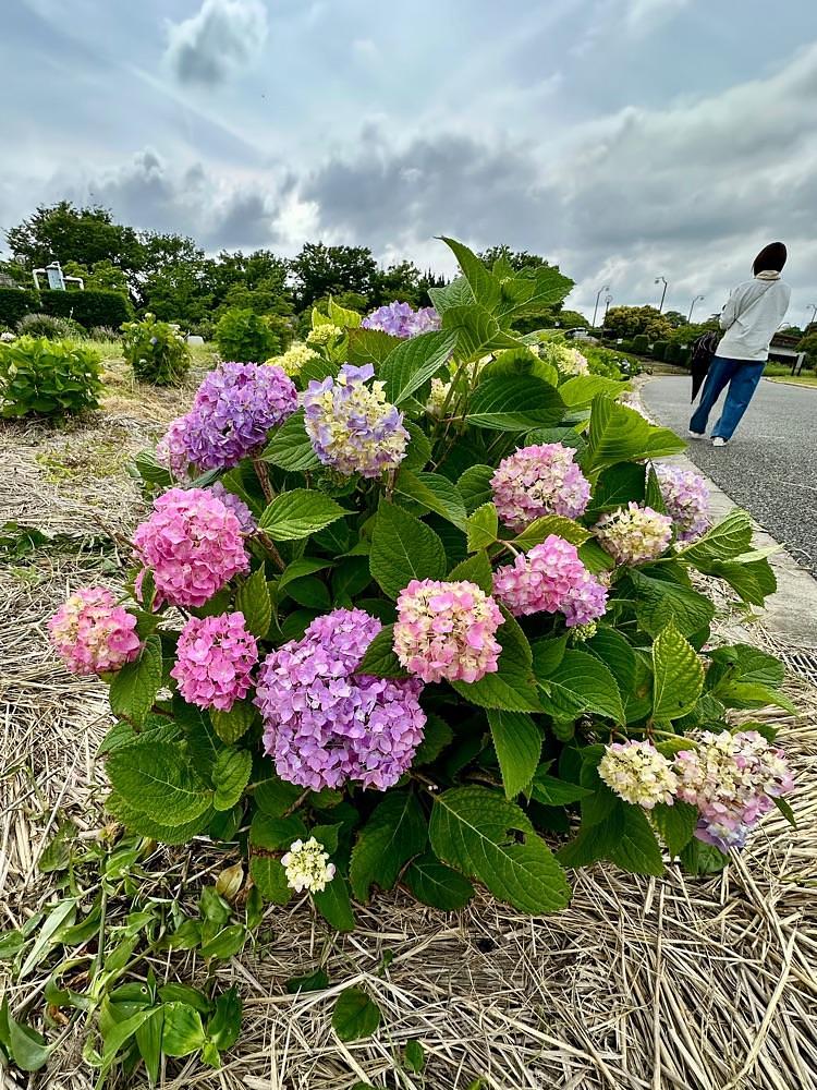 からっ風②さんが投稿した朝陽の小径に関する口コミの画像