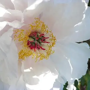 須賀川牡丹園の牡丹