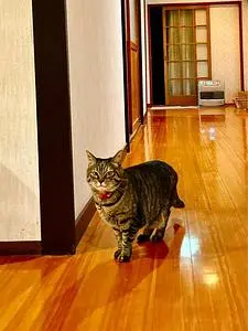 緑渓の湯宿 とくさ