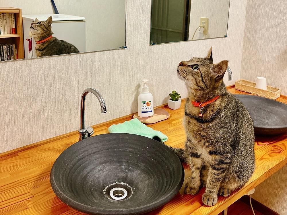 猫なぎ。さんが投稿した緑渓の湯宿　とくさに関する口コミの画像