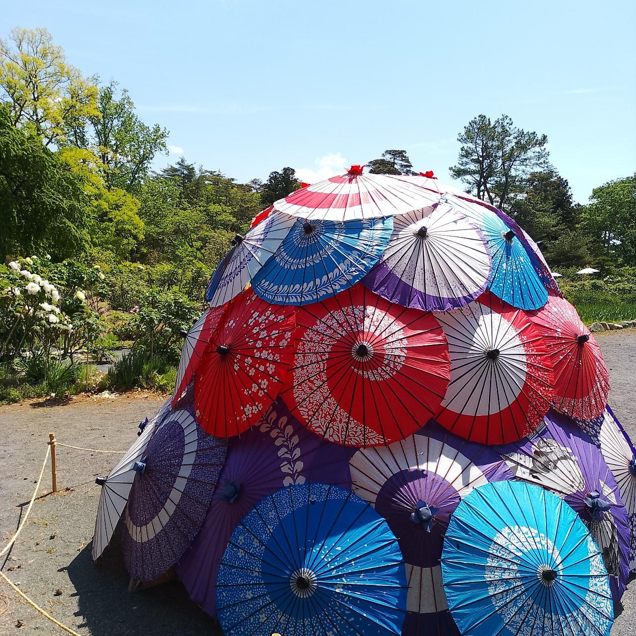 のんびりんこさんが投稿した須賀川牡丹園の牡丹に関する口コミの画像
