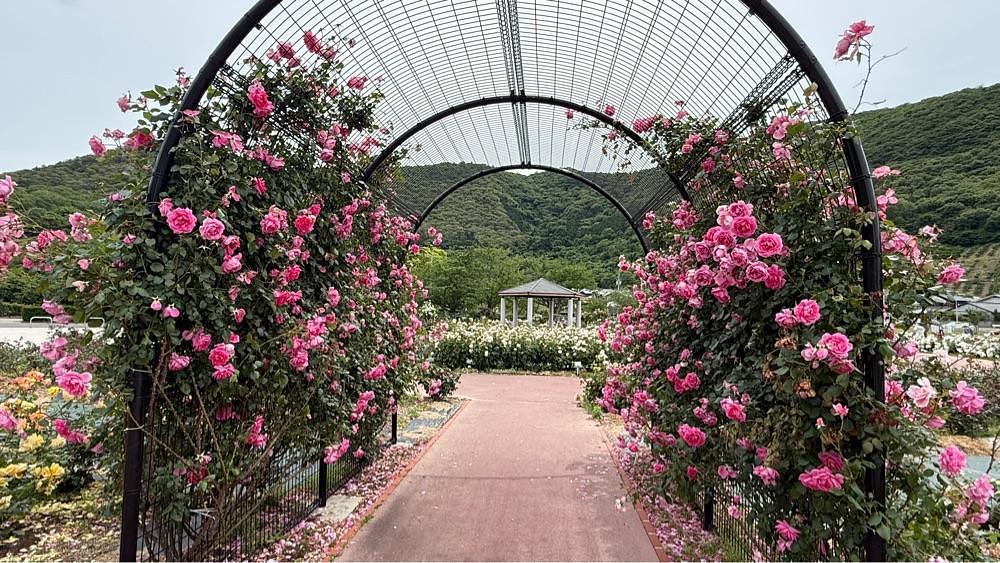 みぃさんが投稿した亀水バラ公園に関する口コミの画像