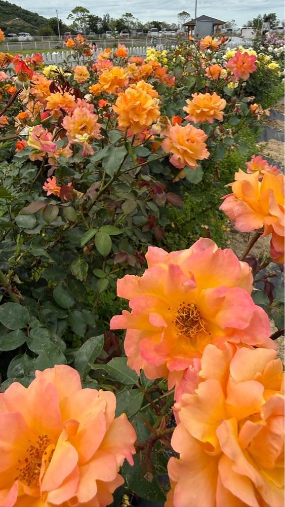みぃさんが投稿した亀水バラ公園に関する口コミの画像