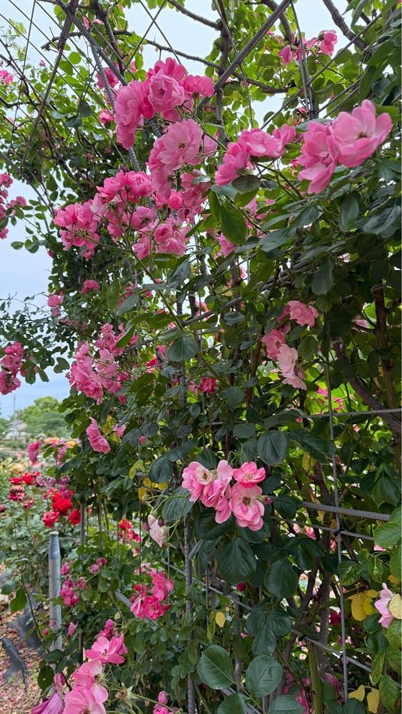 みぃさんが投稿した亀水バラ公園に関する口コミの画像