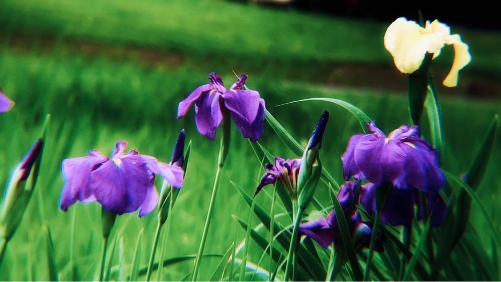 兎きち さんが投稿した宮崎県総合文化公園に関する口コミの画像