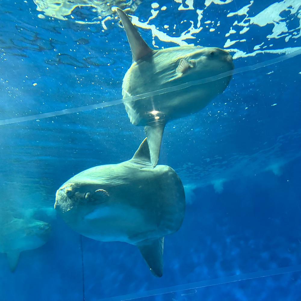 Danjouさんが投稿したアクアワールド 茨城県大洗水族館 ミュージアムショップガレオスに関する口コミの画像