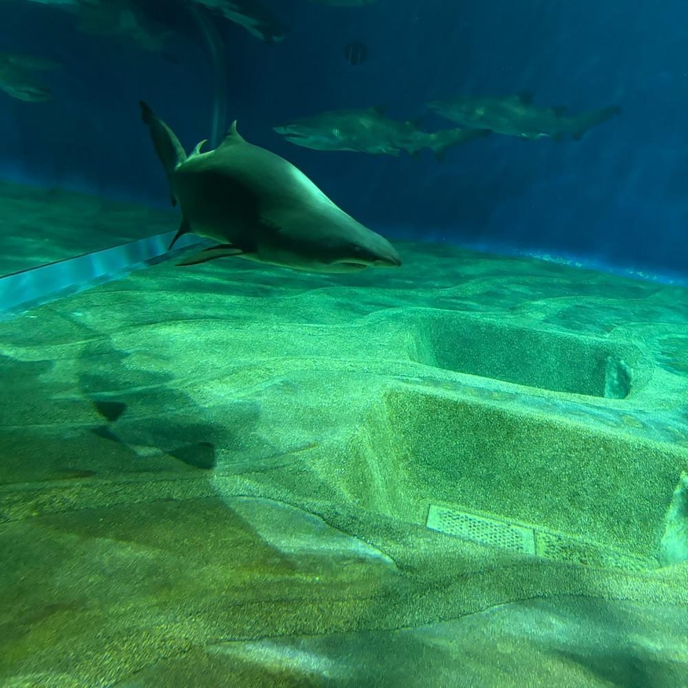 Danjouさんが投稿したアクアワールド 茨城県大洗水族館 ミュージアムショップガレオスに関する口コミの画像