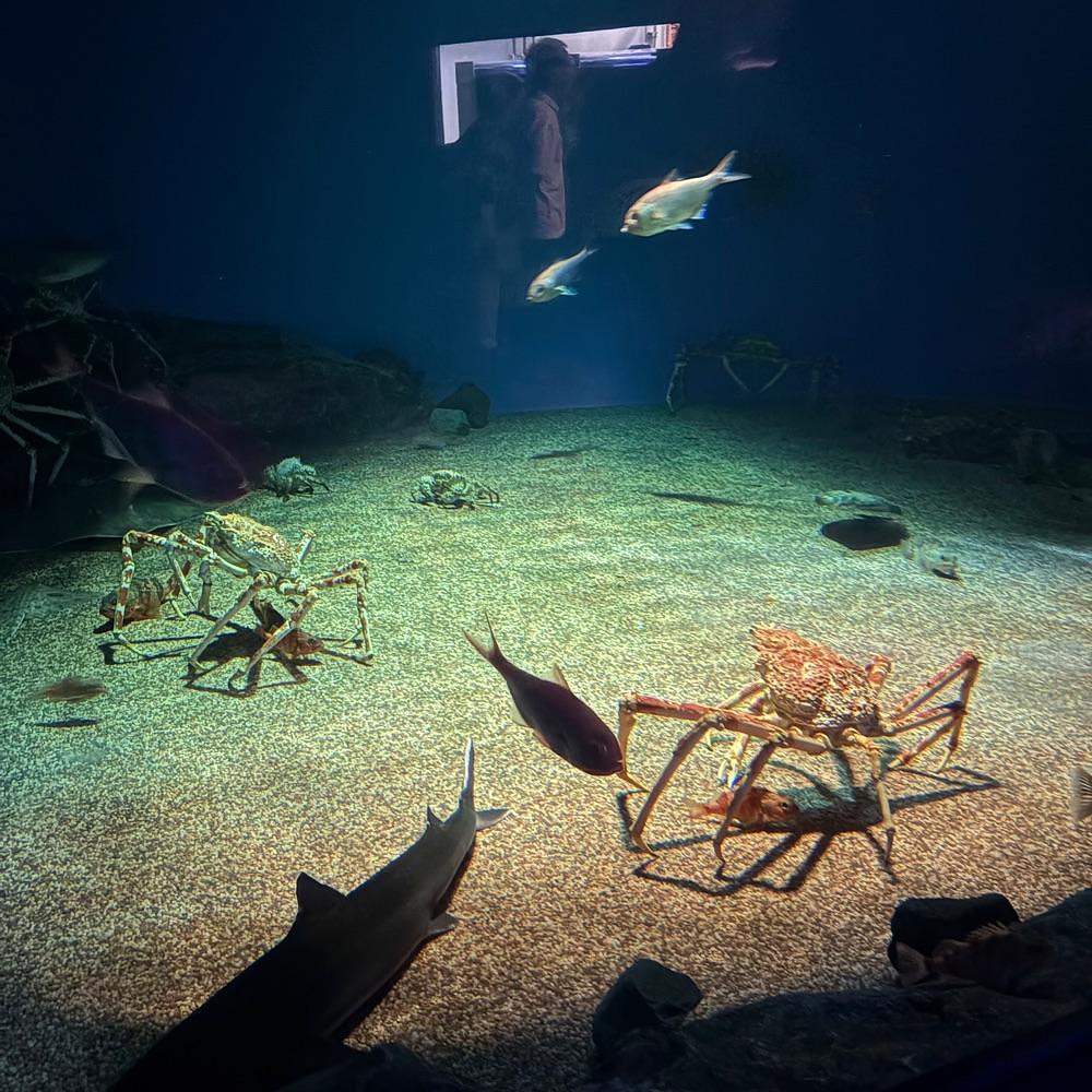 Danjouさんが投稿したアクアワールド 茨城県大洗水族館 ミュージアムショップガレオスに関する口コミの画像