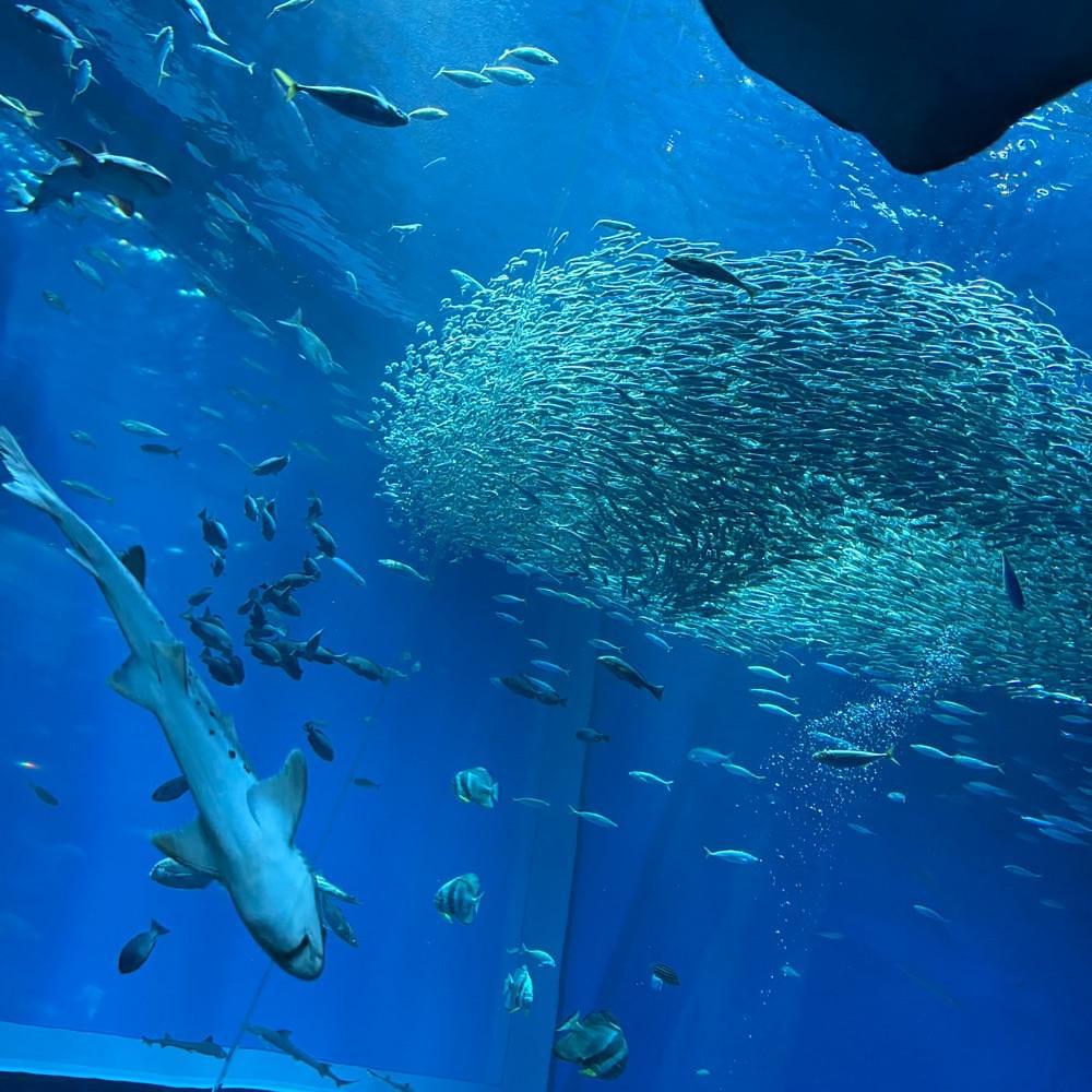 Danjouさんが投稿したアクアワールド 茨城県大洗水族館 ミュージアムショップガレオスに関する口コミの画像