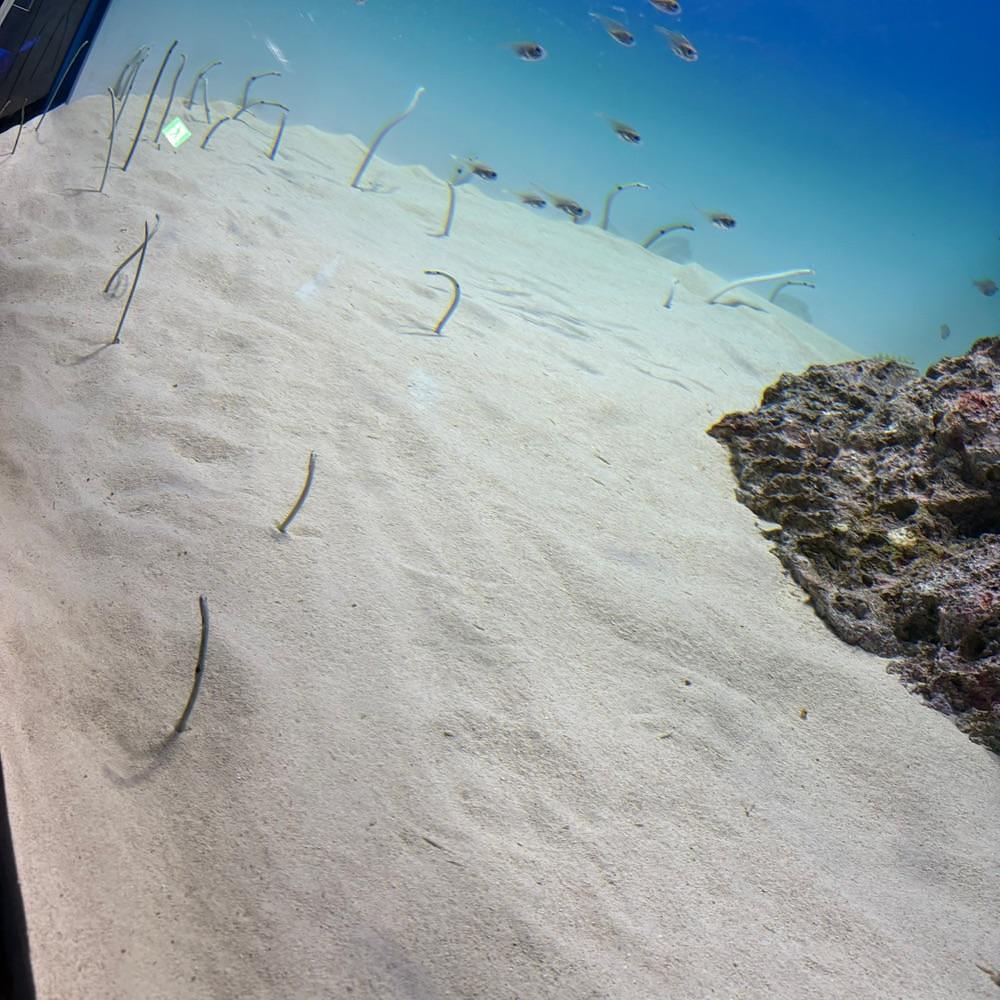 Danjouさんが投稿したアクアワールド 茨城県大洗水族館 ミュージアムショップガレオスに関する口コミの画像