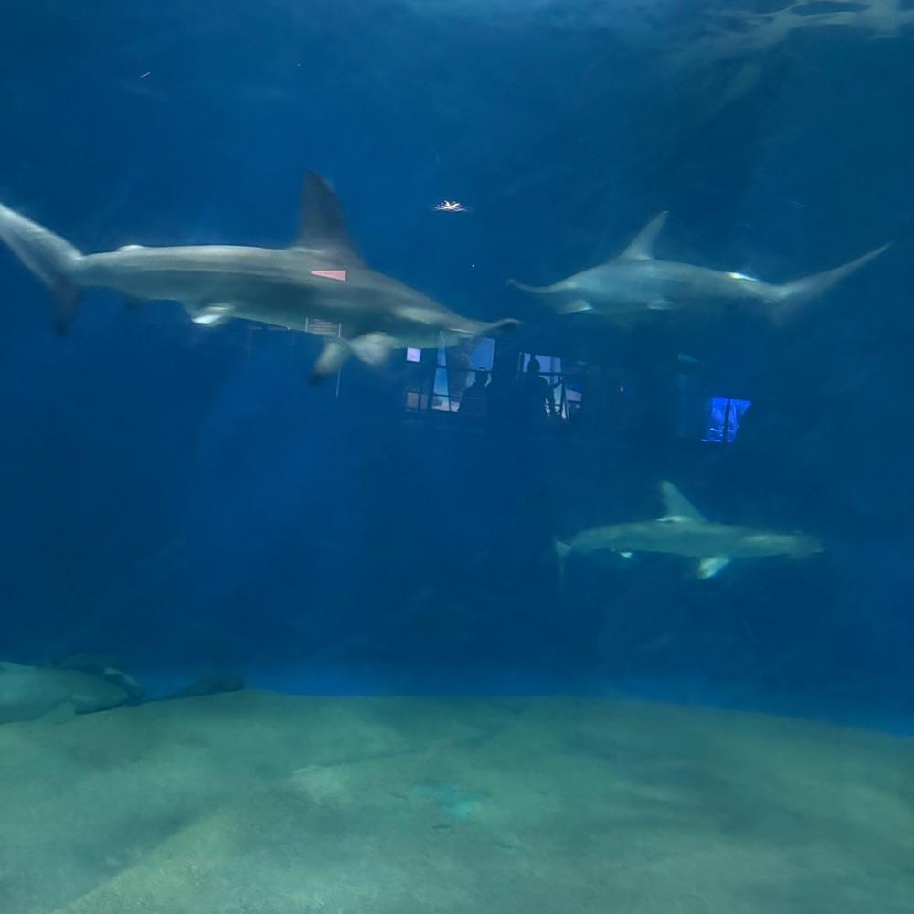 Danjouさんが投稿したアクアワールド 茨城県大洗水族館 ミュージアムショップガレオスに関する口コミの画像