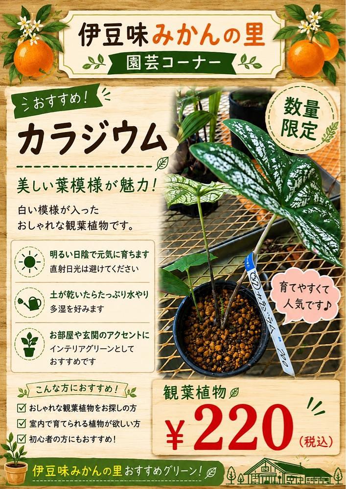 motto.ima.conさんが投稿した伊豆味みかんの里に関する口コミの画像