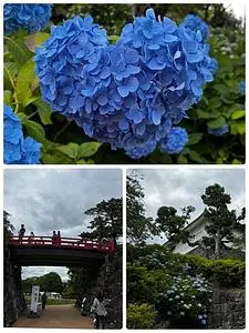 小田原城址公園のアジサイ