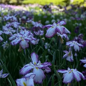 亀山公園しょうぶ園