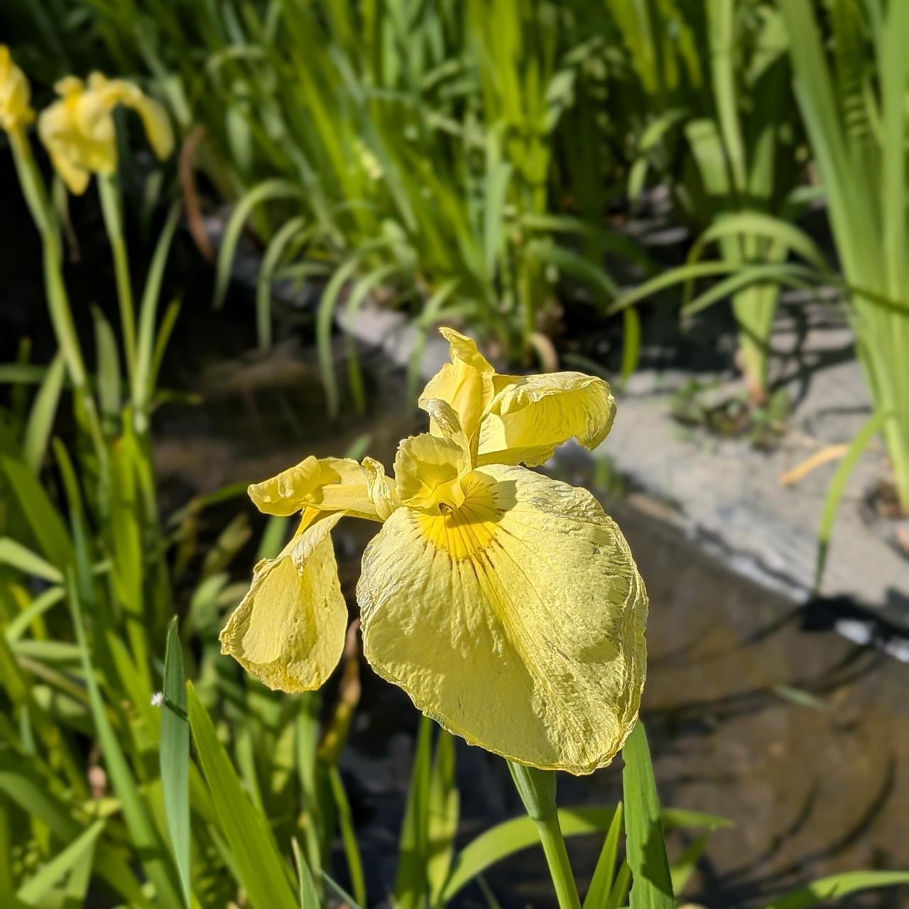 ぬっくさんが投稿した亀山公園しょうぶ園に関する口コミの画像