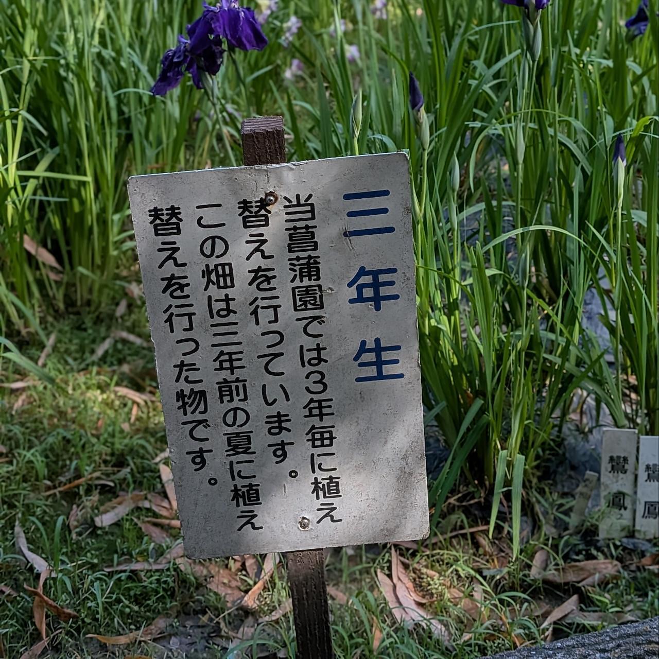 ぬっくさんが投稿した亀山公園しょうぶ園に関する口コミの画像