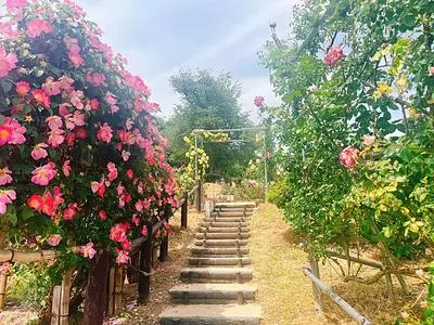 双松公園のバラ