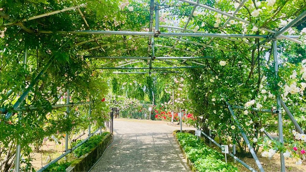 猫なぎ。さんが投稿した双松公園に関する口コミの画像