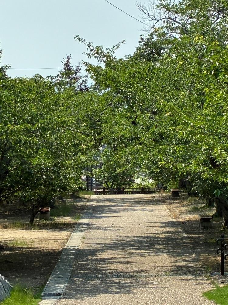 うーとらマンさんが投稿した早島公園の桜に関する口コミの画像