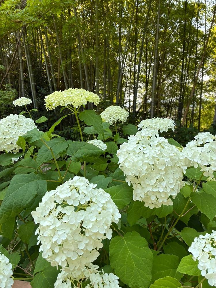 うーとらマンさんが投稿した早島公園の桜に関する口コミの画像