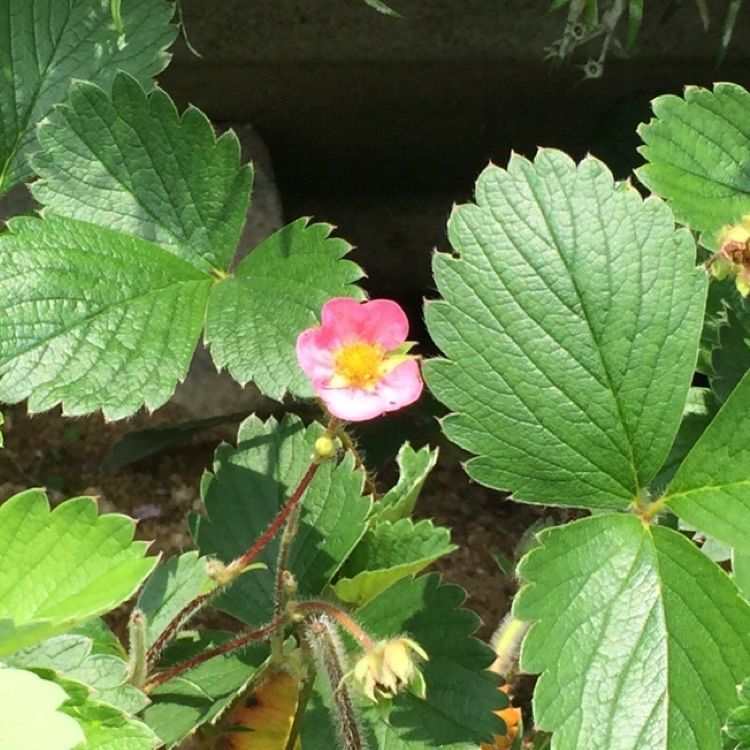 Annashuna0830さんが投稿した画像の画像