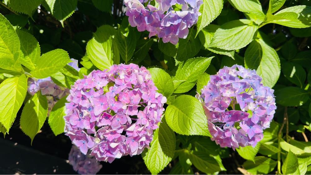 surumeさんが投稿したヲベタ清正公堂（糸島あじさい寺）に関する口コミの画像