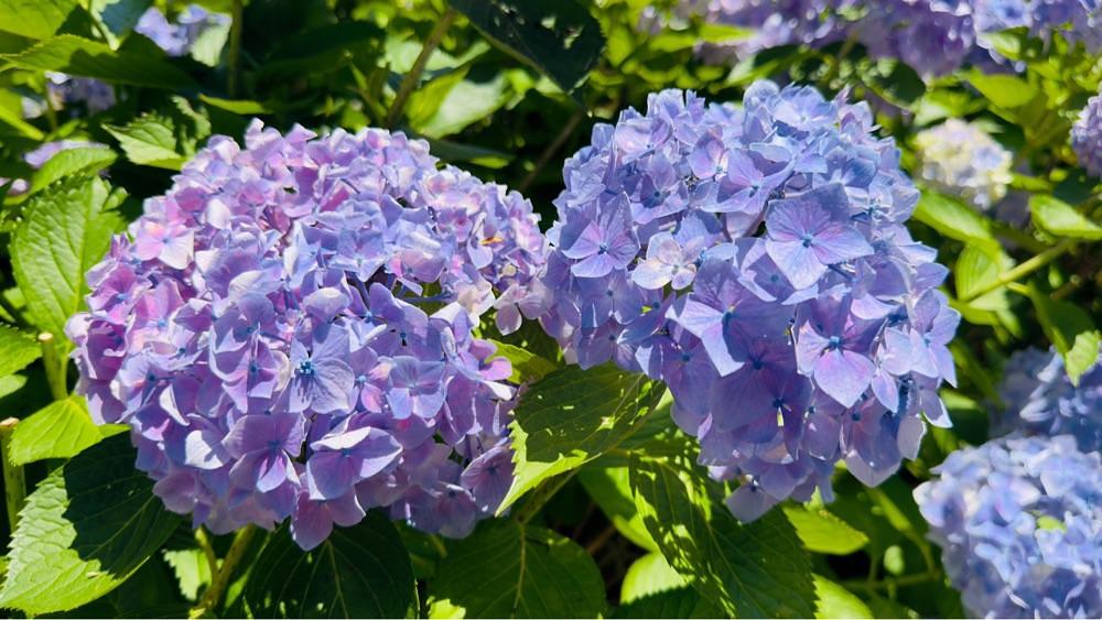 surumeさんが投稿したヲベタ清正公堂（糸島あじさい寺）に関する口コミの画像