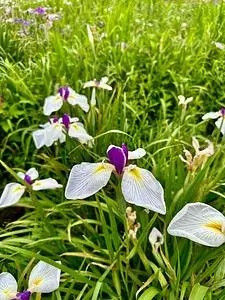 館林花菖蒲園