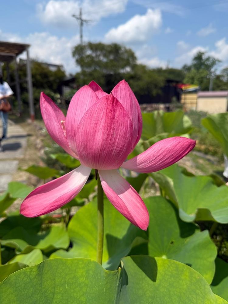 hirokororinさんが投稿した香勝寺に関する口コミの画像