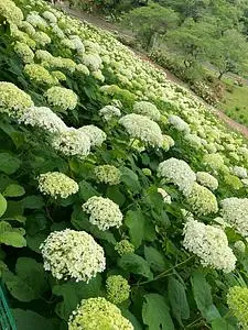 Wonderful Nature Village