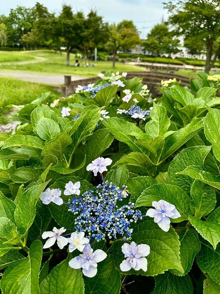 からっ風②さんが投稿した館林市に関する口コミの画像