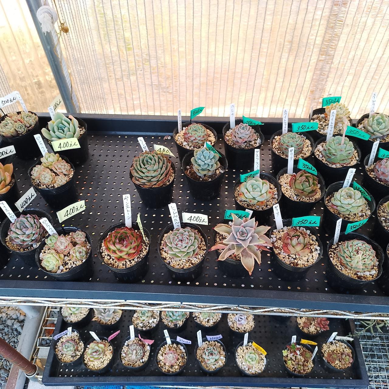 のんびりんこさんが投稿した多肉植物無人販売所 わっこに関する口コミの画像