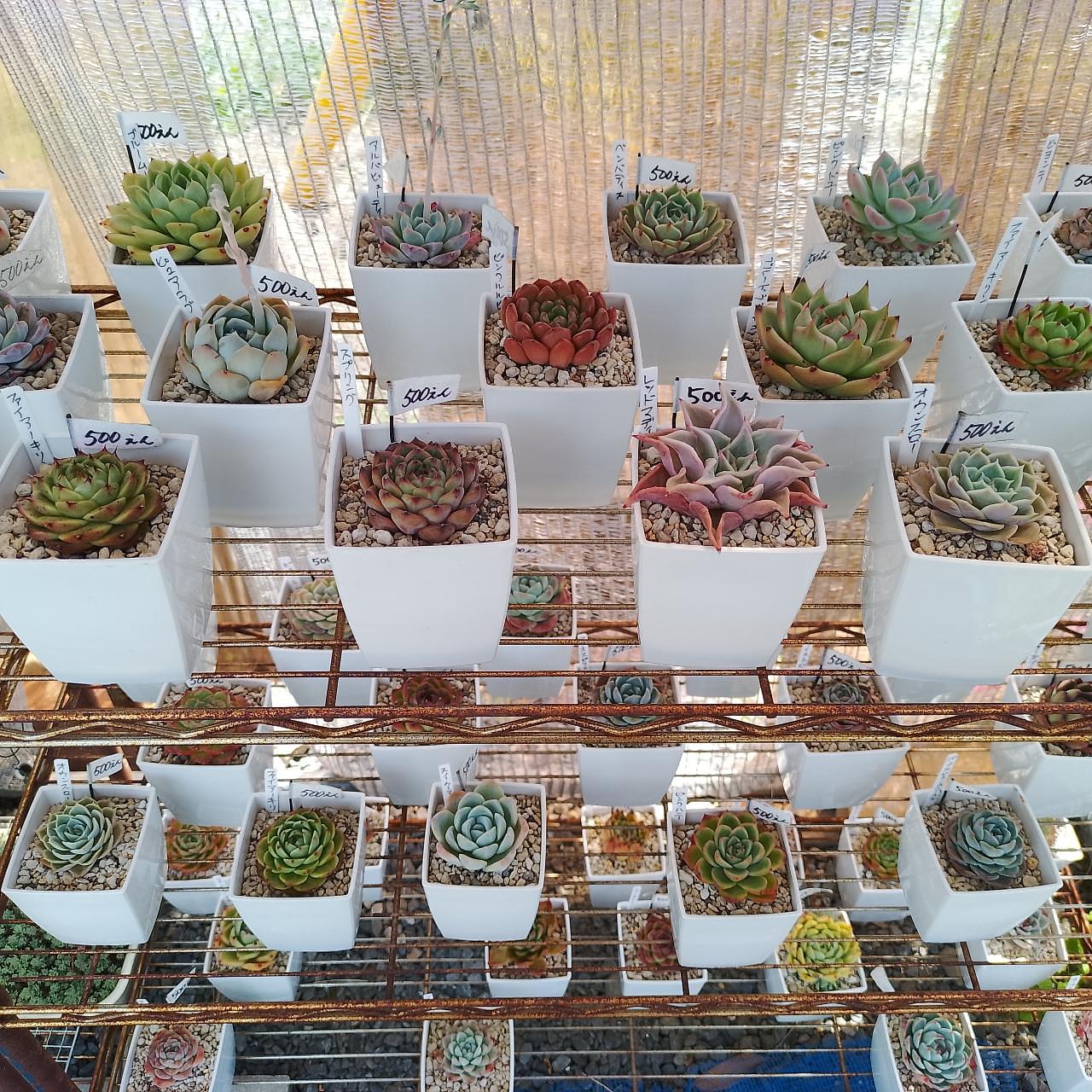 のんびりんこさんが投稿した多肉植物無人販売所 わっこに関する口コミの画像