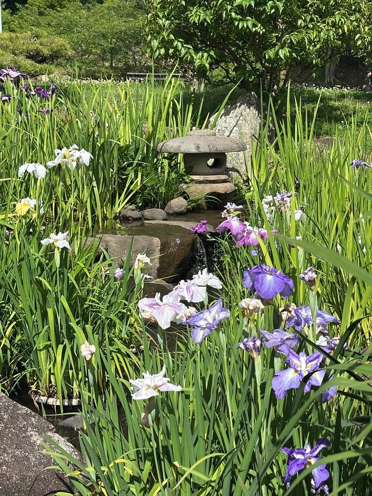 みーなさんが投稿した冠山総合公園／しょうぶに関する口コミの画像
