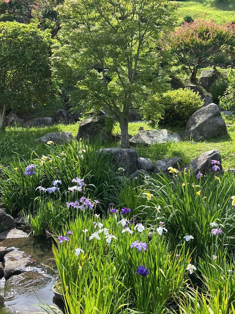 みーなさんが投稿した冠山総合公園／しょうぶに関する口コミの画像