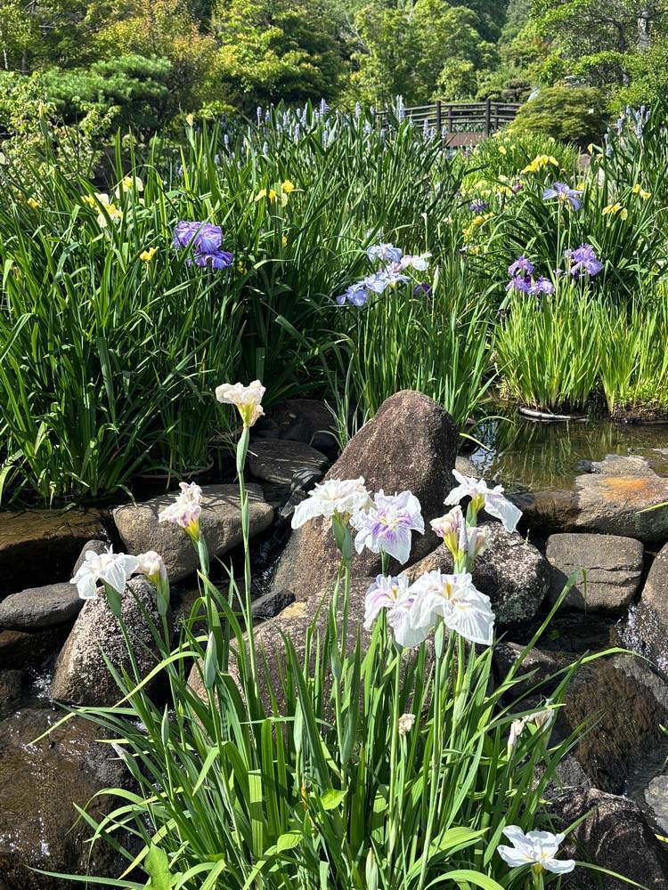 みーなさんが投稿した冠山総合公園／しょうぶに関する口コミの画像