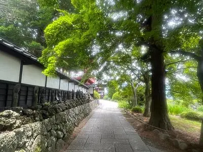 長円寺のセンダンバノボダイジュ