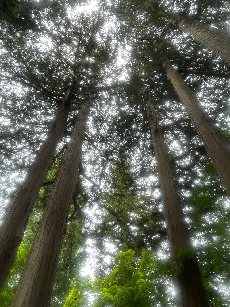 nostalgic_hiking_bca8さんが投稿した長円寺のセンダンバノボダイジュに関する口コミの画像