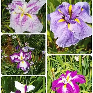 小岩菖蒲園