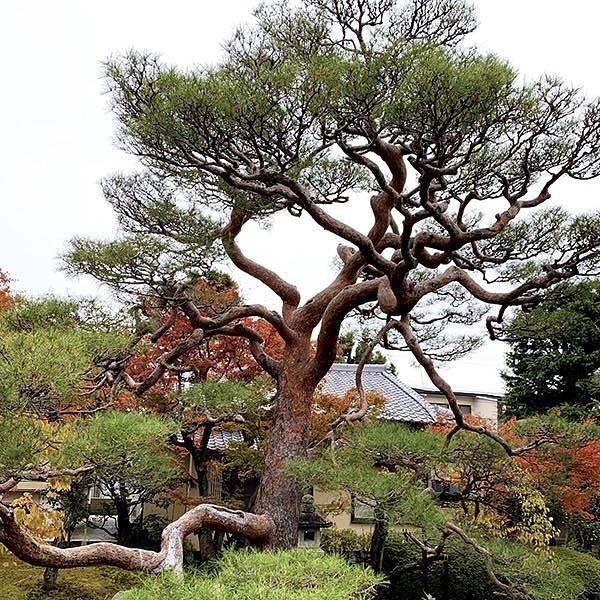 京都を巡る会・「武」さんが投稿した妙顕寺に関する口コミの画像