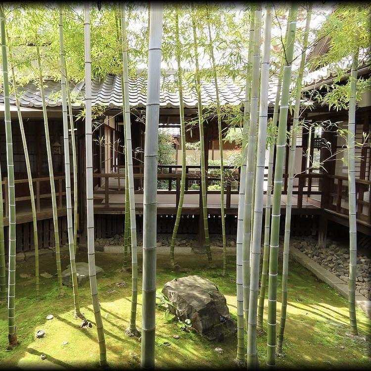 京都を巡る会・「武」さんが投稿した妙顕寺に関する口コミの画像