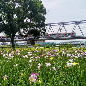 小岩菖蒲園