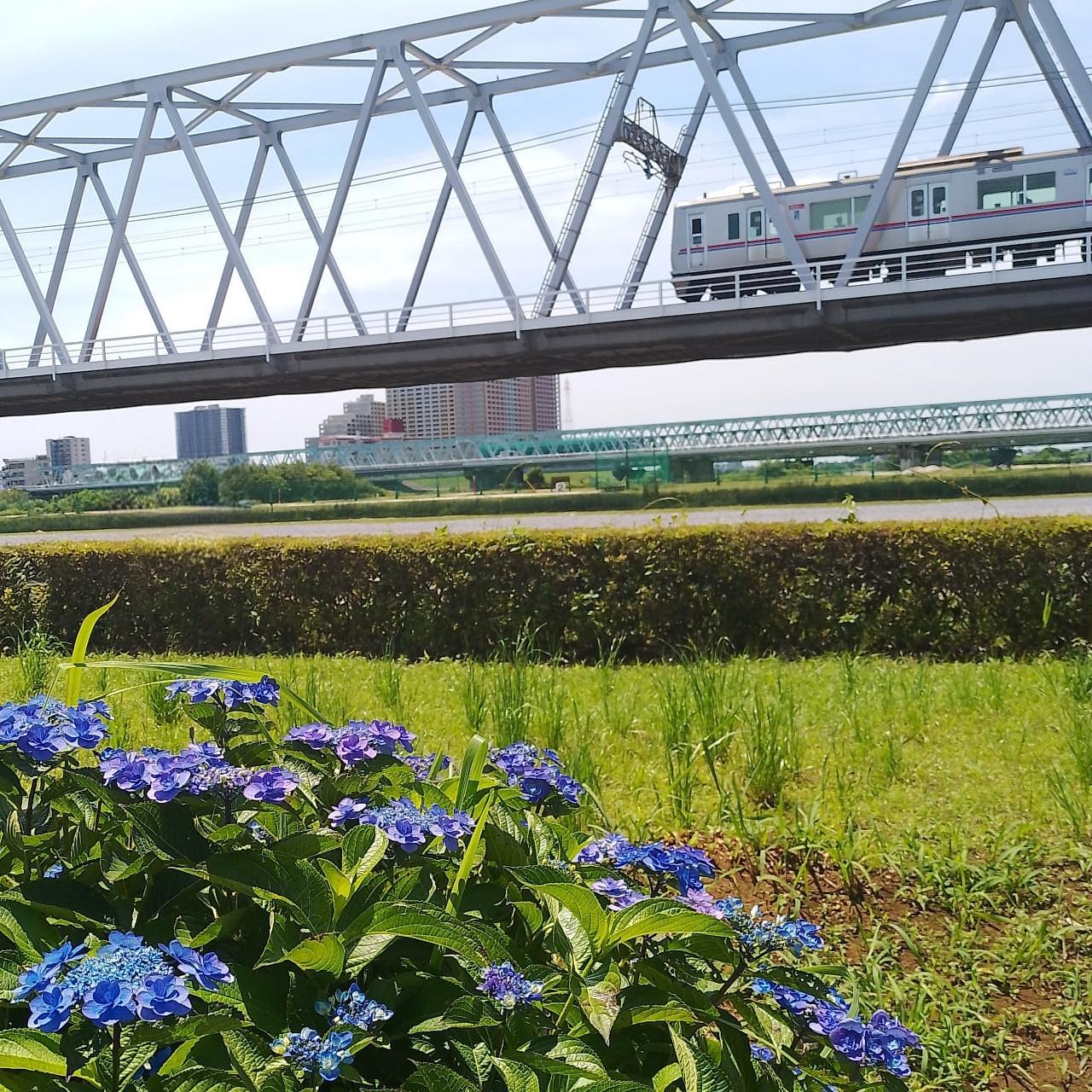 のんびりんこさんが投稿した小岩菖蒲園に関する口コミの画像
