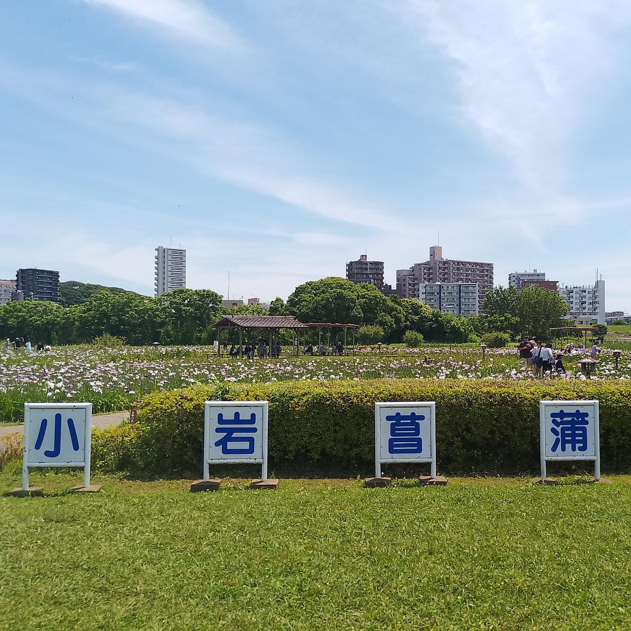 のんびりんこさんが投稿した小岩菖蒲園に関する口コミの画像