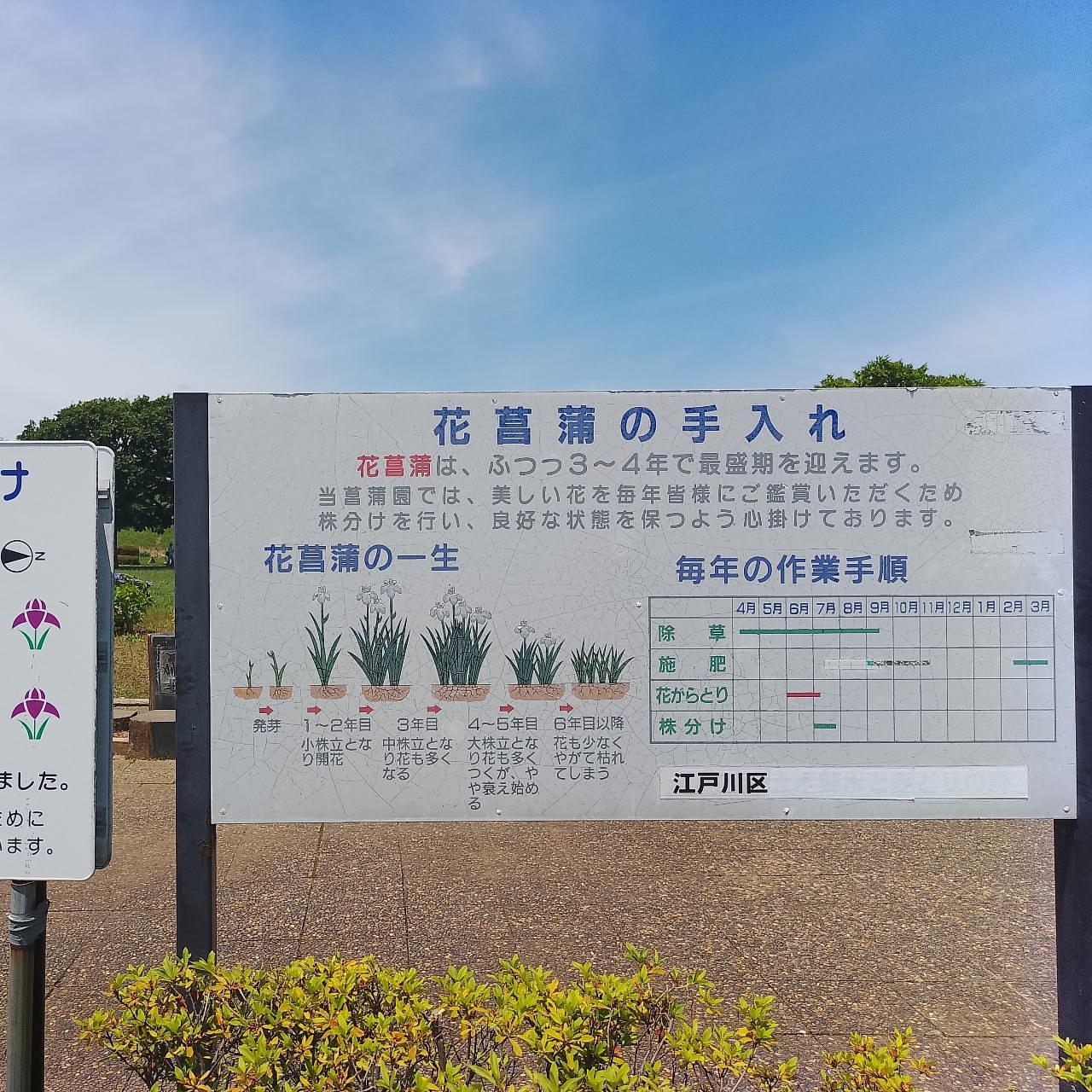 のんびりんこさんが投稿した小岩菖蒲園に関する口コミの画像