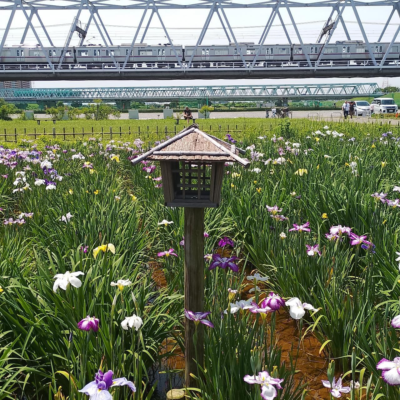 のんびりんこさんが投稿した小岩菖蒲園に関する口コミの画像