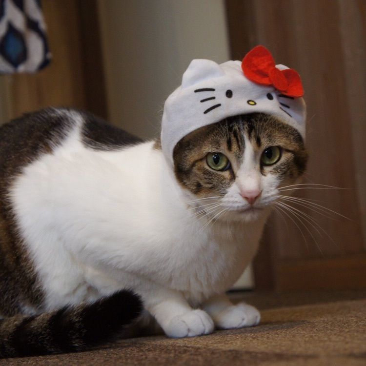 mimiさんが投稿した画像の画像