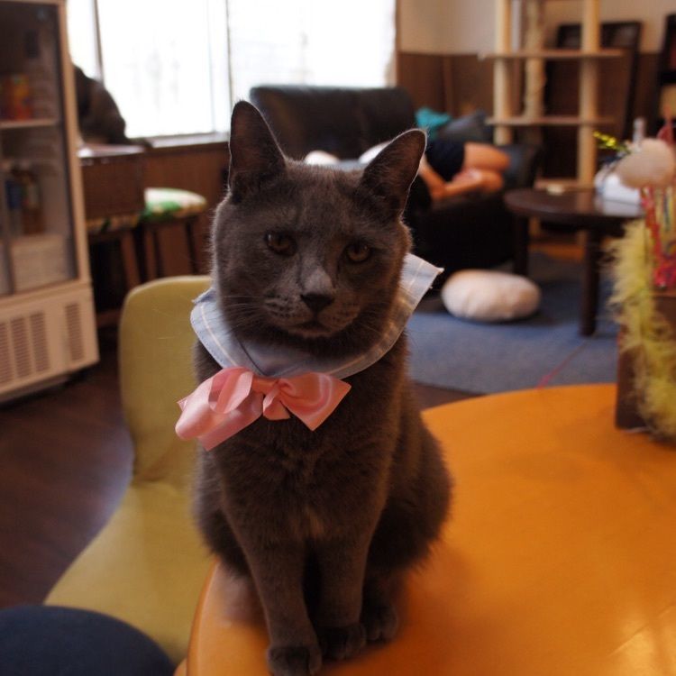 mimiさんが投稿した画像の画像